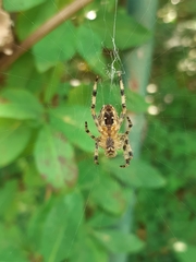Araneus diadematus