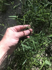 Muhlenbergia frondosa
