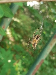 Araneus diadematus