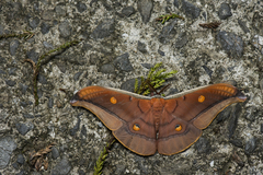 Antheraea formosana