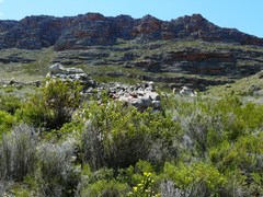 Aspalathus triquetra