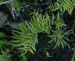 Gleichenia polypodioides