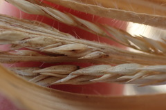 Urochloa