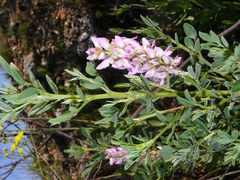 Indigofera cytisoides