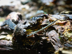 Desmognathus santeetlah