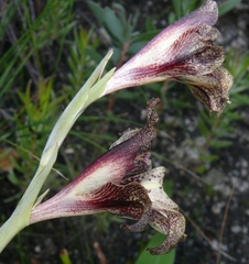 Gladiolus maculatus