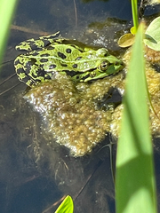 Pelophylax