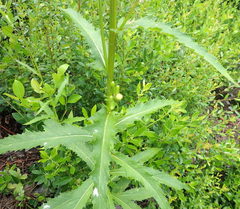 Erechtites hieraciifolius image