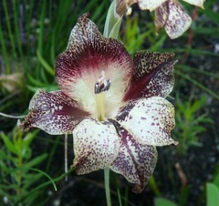 Gladiolus maculatus