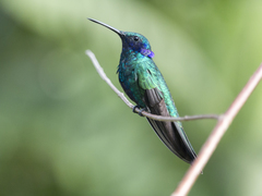 Colibri coruscans