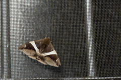 Bastilla praetermissa