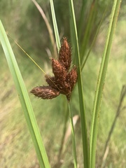 Bolboschoenus robustus