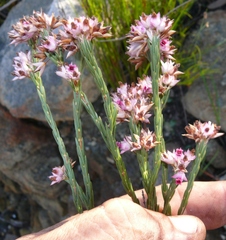 Lamprotis