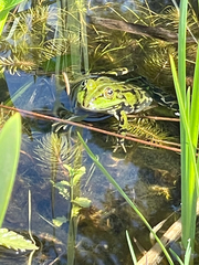 Pelophylax