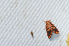 Matsumursine horishanella