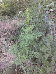 Peucedanum alsaticum