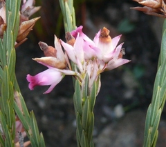 Lamprotis