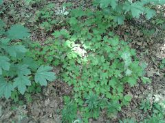 Ribes uva-crispa sativum
