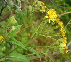 Senecio bayonnensis