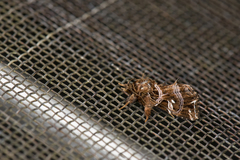 Callopistria japonibia