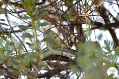 Psephotus haematonotus