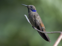 Colibri delphinae