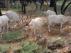 Addax nasomaculatus