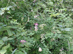 Vicia dumetorum