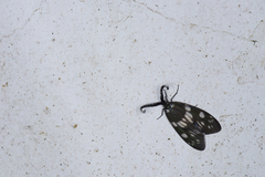 Eterusia aedea formosana