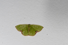 Comibaena procumbaria