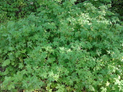Geranium divaricatum