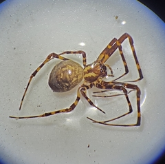 Azilia affinis