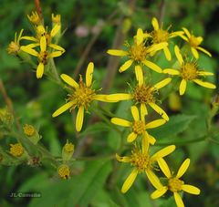 Senecio bayonnensis