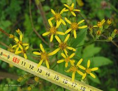 Senecio bayonnensis
