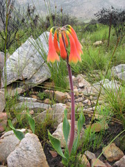 Cyrtanthus obliquus