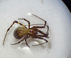 Azilia affinis