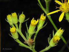 Senecio bayonnensis