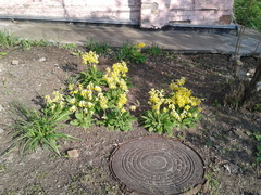 Primula veris macrocalyx