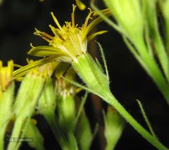 Senecio bayonnensis