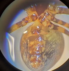 Azilia affinis