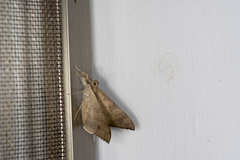 Oxyodes scrobiculata