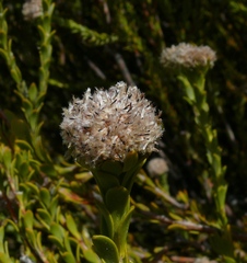 Leucadendron dubium