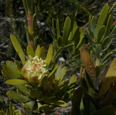 Leucadendron dubium