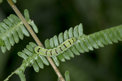 Callopistria repleta