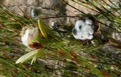 Leucadendron dubium