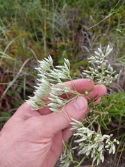 Eupatorium album