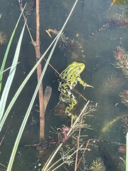 Pelophylax