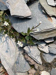 Epilobium clavatum