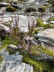 Epilobium clavatum