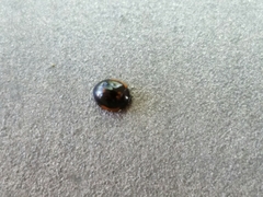 Exochomus marginipennis